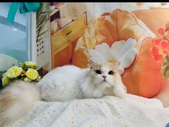 -爱洗澡的猫(望京店)