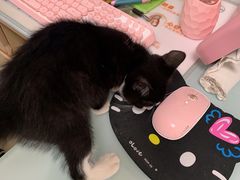 -宠福鑫康馨动物医院·骨科·眼科
