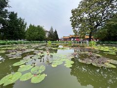-莲花池公园