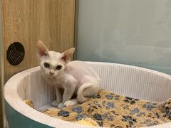 -BABIT巴比特宠物(MOMOPARK店)