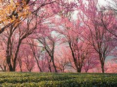 -无量山自然风景保护区