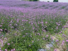 -紫颐香薰山谷景区