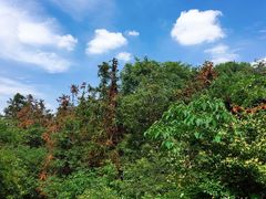 -青龙山国家森林公园