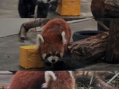 -西安秦岭野生动物园