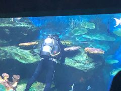 -暹罗海洋世界