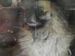 -申普宠物医院·心脏介入·心血管微创(总院)