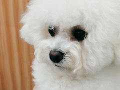 -瑞鹏宠物医院·骨科·猫科·内科(第一中心)