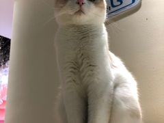 -藏猫猫咖啡主题馆(中央大道店)