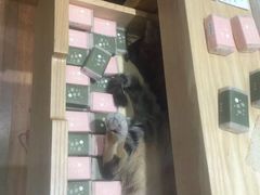 -猫的天空之城概念书店(杭州南宋御街店)