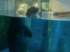 -芜湖新华联大白鲸海洋公园