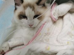 -达爱动物医院·犬猫分区·CT·复杂眼科(远洋山水分院)
