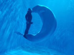 -多彩贵州城极地海洋世界