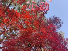 -秋霞圃