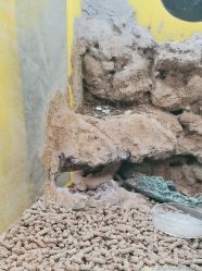 -神奇动物撸宠馆·羊驼·小浣熊·异宠(豫园店)