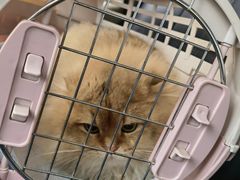 -瑞派名望24h动物医院异宠专科·猫专科·骨科·重症监护分院