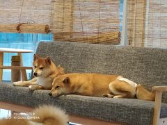 -南京Hallo宠物乐园·哈罗犬舍·柴犬繁育基地