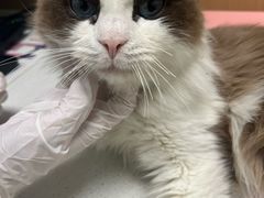 -瑞派康怡24h宠物医院·犬猫医疗中心·微创绝育(瑞景分院)