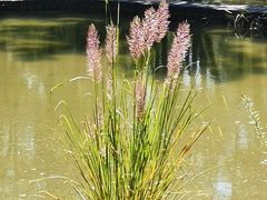 -杭州植物园