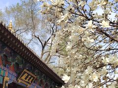 -护国法轮寺