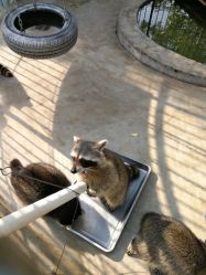 -萌宠亲子动物乐园(槐房万达店)