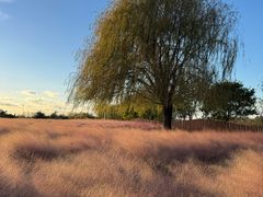 -羊亭河湿地公园