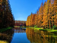 -黄海国家森林公园