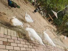 -泉州海丝野生动物世界