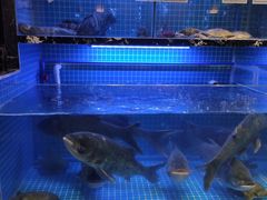 水产区-姜君·千岛湖鱼头馆(浦东大道店)