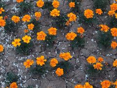 -石家庄市植物园