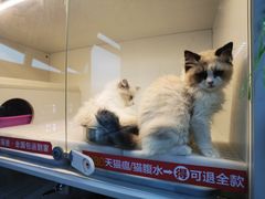 -lincat·猫舍(广州店)