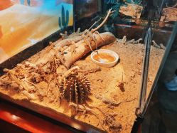 -酷嗒动物文化乐园(cutezoo西溪乐天城店)