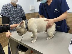 -爱侣宠医·鹦鹉专科·小型哺乳类·异宠专科(灵石路店)