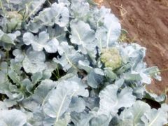 -金明姬铁锅炖(东坝店)