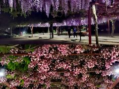 -嘉定紫藤园