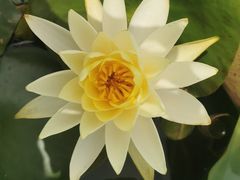 -王家渡火锅(三苏祠店)