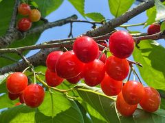 -樱桃山旅游景区