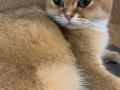 -滚猫咖啡·猫咖·猫友好撸猫(未来城店)