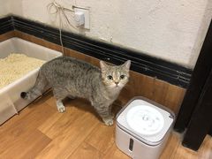 -猫色咖啡·猫咖