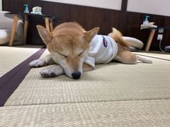 -逗柴咖啡屋·狗咖猫咖宠物桌游