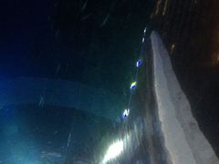 -海棠湾洲际-涛·海底餐厅·美人鱼·自助餐·海底隧道