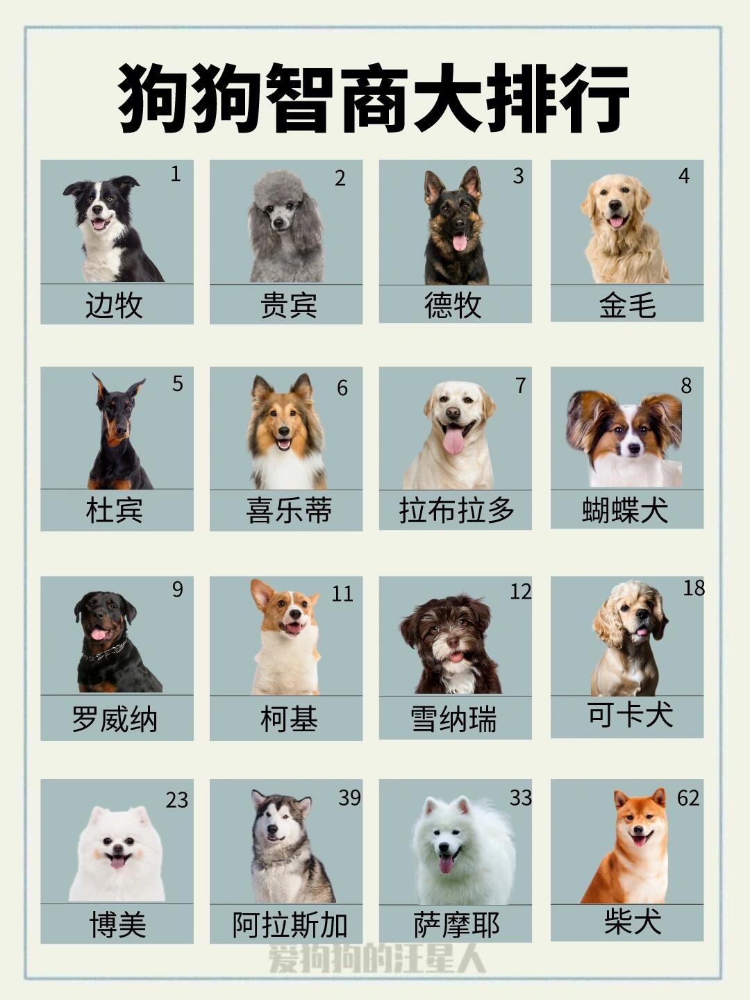 小型宠物狗中智商排行