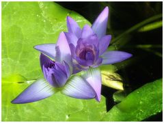 -国家植物园南园
