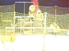 -珠海横琴长隆《卡卡虎奇遇记》