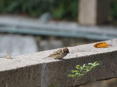 -苏州文庙(姑苏区)