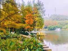-重庆彩云湖湿地公园