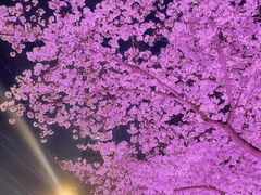 -西北湖绿化广场