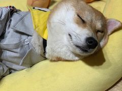 -逗柴咖啡屋·狗咖猫咖宠物桌游
