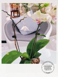 -AiCure 埃可儿·韩国医学皮肤管理