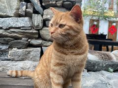 -喵屿·大理花园猫咖