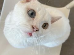 -有喵·猫咖·狗咖·30几只猫10只小狗(岗厦店)